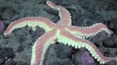 Bir denizyıldızı, Beyaz Deniz 'in dibinde hareketsiz yatar. Deniz tabanı kayaları pürüzsüz ve su kristal gibi berrak. Denizyıldızı huzur içinde dinleniyor gibi..