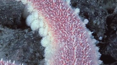 Beyaz Deniz 'in soğuk sularını derinlemesine araştır. Karanlık ve kayalık bir yüzeye tutunan bir denizyıldızının narin ama güçlü dokusuna bakın. Bu deniz yaratığının doğal yaşam alanındaki renkleri ve detaylarını takdir edin..