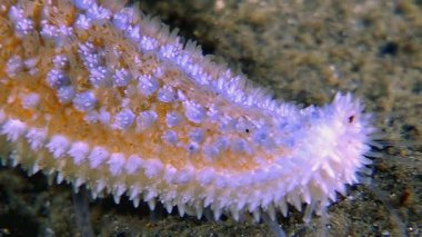 Yakından bakınca, bir denizyıldızı kolunun karmaşık ayrıntılarını görüyoruz. Beyaz Deniz 'in karanlık deniz tabanında. Deniz yıldızı turuncu ve mavi renkleri ve dikenli dokusunu gösterir..