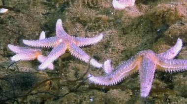 Beyaz Deniz 'de deniz tabanında birkaç denizyıldızı görülür. Birbirlerine dokunuyorlar, muhtemelen deniz tabanındaki deniz yosunları ve deniz kabukları arasında yavaşça hareket ediyorlar. Beyaz Deniz 'in biyolojik çeşitliliğini gösteriyor..