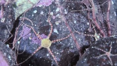 Ophiura 'nın büyüleyici dansını izleyin, ya da Beyaz Deniz' deki deniz tabanındaki yılan kuyruklarını. Onların esnek kolları bu su altı mucizesiyle okyanus tabanını incelikle keşfeder..