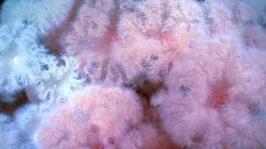 Buz gibi Kuzey Kutbu sularında hafif Metridyum bunaması sallanıyor. Bu yaratıklar denizin altında bir renk gösterisidir. Bu yumuşak şakayıklar okyanusun akıntısında yavaşça hareket eder..