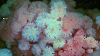Observe Metridium senile, also known as frilled sea anemones, gently moving. This gathering of anemones creates a flower-like garden under the cold Arctic waters.