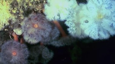 Froured Anemones olarak da bilinen Metridium bunaklarından oluşan bir küme, Kuzey Kutbu 'nun soğuk sularında yavaşça salınır. Hassas dokunaçlarını sergilemek için kayalık bir yüzeye tutunurlar..