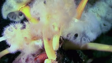 Bir grup Metridyum bunak deniz şakayığı Kuzey Kutbu akıntısında ritmik olarak sallanıyor. Karanlıktaki buzlu derinliklerden besinleri süzerler..