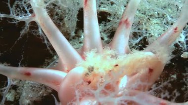 Turuncu salatalık minyatürünün hassas beslenme sürecini izleyin. Kızıl deniz hıyarı olarak da bilinir. Buz gibi Kuzey Kutbu sularından eşsiz dokunaçlarıyla planktonları süzer..