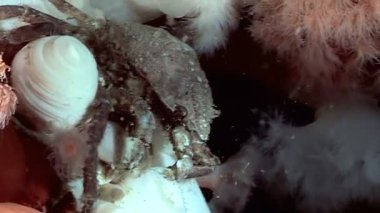 Kuzey Kutbu 'nun soğuk sularının derinliklerinde bir Hyas Araneus örümcek yengeci Metridyum bunamış deniz şakayıklarının arasına yuva yapar. Derin denizlerin tuhaf ve güzel yaşamına bir bak..