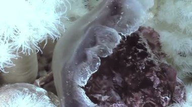 Kuzey Buz Denizi 'ndeki su altında, bir Metridyum Bunak deniz şakayığı Aslan Yelesi Denizanası yer. Deniz şakayığının soğuk denizde yemek için denizanasını yavaşça yutuşunu izleyin..