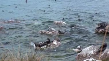 Baykal fokları Baykal Gölü 'nde bir yaz öğleden sonrası boyunca kayaların üzerinde dinlenirler. Bazıları dalgalarda yüzerken diğerleri güneşi emer. Tapılası Pusa Sibirica 'yı doğal ortamında izleyin..