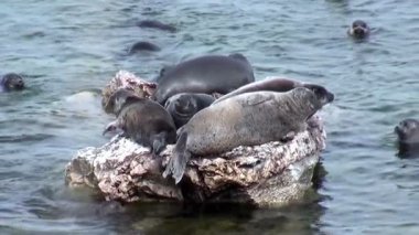Pusa sibirica olarak da bilinen bir grup Baykal fok, Baykal Gölü 'ndeki kayaların üzerinde dinleniyor. Bazı foklar gölde yüzerken diğerleri güneşleniyor. Su koşullarına göre yaz mevsimi gibi görünüyor..