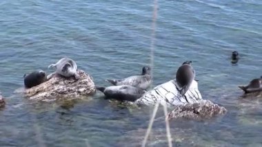 Bir grup Baykal fok balığı güneşli bir günde Baykal Gölü kıyısındaki kayalıklarda dinleniyor. Bir fok yuvarlanır ve su sıçrar. Diğerleri güneşte dinlenir, ara sıra pozisyon değiştirir..