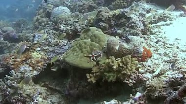 Renkli mercan oluşumlarının sakin sualtı gözlemi. Bir deniz yıldızı, Endonezya 'daki Sipadan Adası' ndaki küçük balıkların arasında canlı bir mercan resifinde dinlenir. Gün boyunca okyanus yaşamının parıltıları.