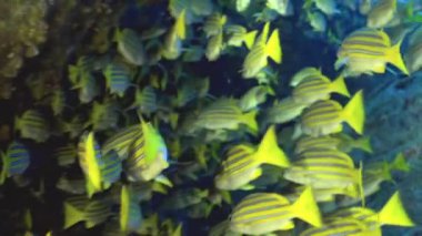 Altın çizgili balık sürüleri, açık mavi sularda, bir sualtı cennetinde dans ediyorlar. Bu canlı deniz manzarası canlı bir mercan resifinde okyanus yaşamının güzelliğini ve enerjisini gösteriyor..