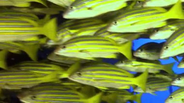 Bahamalar 'ın berrak sularında mercan resiflerinin yakınında ahenkli bir şekilde yüzen altın homurtuların büyüleyici bir araya gelişine tanık olun. Nefes kesici bir deniz manzarası..