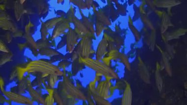 Canlı bir mercan resifinin etrafında toplanan sarı çizgili balık sürülerini gözlemleyin. Güneş ışığı derin mavi sularda dans eder. Bazı dalgıçlar uzaktan izliyor.