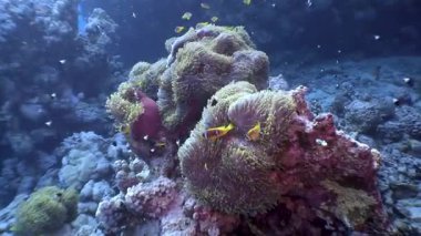 Su altı dünyasında deniz şakayıklarıyla palyaço balıkları arasında etkileyici bir bağ var. Su altı dünyası ve deniz şakayıkları gerçekten ilham verici. Kızıl Deniz.