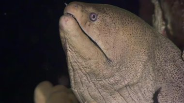 Siyah arka planda moray yılanbalığının yakın çekimi. Moray yılanbalığını yakından görmek korku ve dehşeti tetikleyebilir. Kızıl Deniz.