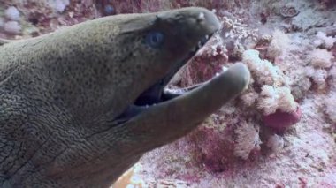 Su altı mercan resiflerinin berrak suları moray yılanbalığının etkisini vurgular. Bir su altı mercan resifinin berrak sularında, moray yılanbalığının varlığı gerçekten muhteşemdir. Kızıl Deniz.