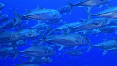 Pasifik Okyanusu 'nun mavi dalgalarının altında bir ton balığı sürüsü güneş ışığı altında parıldıyor. Diğer deniz yaşamları arasında zarif bir şekilde yüzerek büyüleyici bir su altı balesi yaratıyorlar..