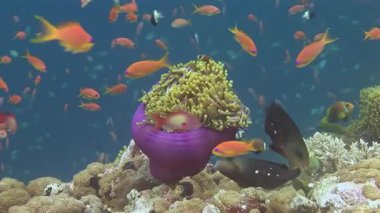 Canlı bir anemonik sürüsü, deniz şakayıklarının hassas dokunaçları arasında sığınak bulurken, titreyen mercan balıkları, Maldivler 'in gök mavisi sularındaki canlı resif etrafında zarifçe dart atıyorlar..