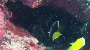 Palyaço balıklarının, Maldivler Okyanusu 'nun güzel mercan resiflerinde canlı deniz şakayıklarının arasına sığındığı su altı keşiflerini tecrübe edin..