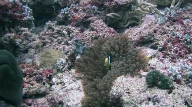 Bir cam karides temizleyicisinin Maldivler 'deki su altı yaşamı keşfi sırasında canlı bir şakayık içinde eğlenceli bir barınak bulduğunu tecrübe edin..
