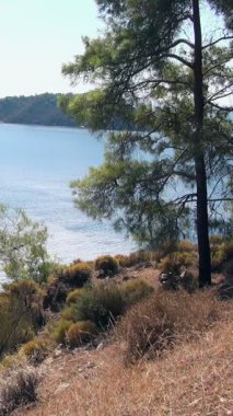 Babadag Dağı yakınlarındaki altın tepelerde heybetli bir çam ağacı, Oludeniz, Fethiye, Türkiye 'deki pırıl pırıl Ege Denizi ve uzak dağların nefes kesici manzarasını sunuyor..