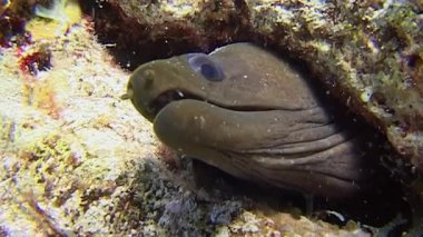 Meraklı moray yılanbalığı Kızıl Deniz 'deki mercan resiflerinde dinlenirken büyüleyici sualtı dünyasını keşfedin. Hayat, deniz güzelliği ve sükuneti göz kamaştırıcı bir şekilde gözler önüne sererek her yerde gelişiyor..