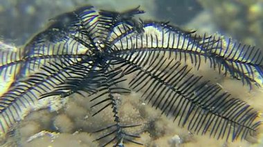 Kızıl Deniz 'in akıntılarında zarif bir şekilde sallanan eşsiz deniz zambaklarına dikkat edin. Bu sualtı keşfi, onların karmaşık yapılarını ve deniz ekosistemindeki hayati rolünü vurguluyor..