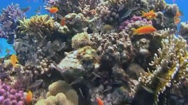 Kızıl Deniz 'in çarpıcı sualtı dünyasına yolculuk. Büyüleyici deniz zambakları renkli mercanlar ve parıldayan balık sürüleri arasında zarifçe sallanıyor. Deniz yaşamının nefes kesici güzelliğini gözler önüne seriyor..