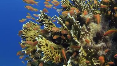 Büyük portakal balığı sürüsü göz kamaştırıcı mercan resiflerinde zarifçe yüzerken, berrak mavi okyanusta deniz yaşamının güzelliğini gözler önüne seriyor..