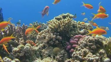 Şaşırtıcı mercan resifleri üzerinde zarifçe ilerleyen çeşitli deniz türleriyle dolu sualtı cennetini keşfedin. Bu nefes kesen ekosistem tropikal ortamda çeşitli renk ve şekiller sergiliyor.