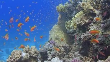 Çok sayıda parlak balığın tropik adanın yakınlarındaki çarpıcı mercan resiflerinde yüzdüğü sualtı dünyasını keşfedin. Bu güzel okyanus ortamında zengin deniz yaşamı çeşitliliği yaşayın..