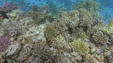 Değişik deniz yaşamlarıyla dolu canlı mercan resiflerini keşfedin. Mercanlar arasında yüzen balık sürüleri, okyanus biyolojik çeşitliliğinin zenginliğini gösteren dinamik ve güzel sualtı ekosistemi yaratıyor..