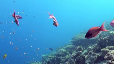 Parlak turuncu ve gümüşi balık sürüleri el değmemiş mavi okyanusta süzülüyor. Parlak gün ışığıyla aydınlatılmış büyüleyici bir mercan resifinin yanında zarafetle dolanıyorlar..