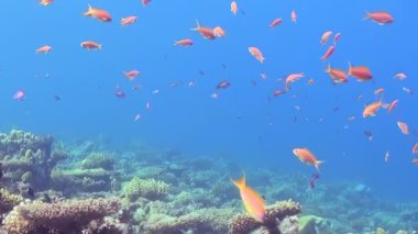 Kızıl Deniz mercan resiflerini keşfetmek için sayısız turuncu anthias dart ve aralarına karışır. Bereketli sert ve yumuşak mercanlar, parlak gün ışığında çeşitli deniz türleri için dinamik bir yaşam alanı oluşturarak gelişir..