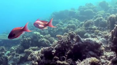 Canlı bir mercan resifi ekosisteminin büyüleyici güzelliğini deneyimleyin. Çeşitli renklerdeki zarif balıklar, sakin bir gündüz yüzüşü sırasında berrak mavi okyanus derinliklerinde parıldayan karmaşık mercan oluşumlarında gezinirler..