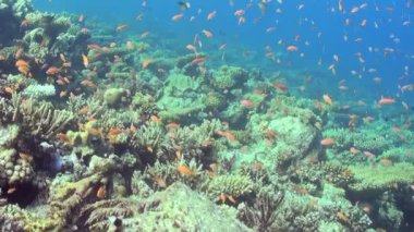 Güneşli tropikal mercan resifi ekosisteminin büyüleyici bir görüntüsü. Çok sayıda parlak turuncu balık çeşitli sert mercanlar arasında yüzerek ve dart oynayarak göz kamaştırıcı bir sualtı manzarası yaratıyor..