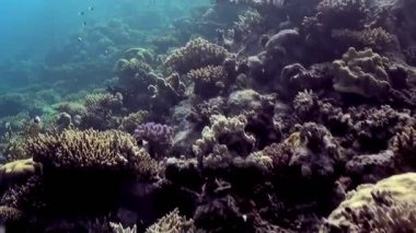 Sualtı dünyasında büyüleyici bir yolculuk gelişen bir mercan resifini ortaya çıkarıyor. Renkli balık sürüleri canlı deniz ekosisteminde zarifçe yüzerler, gün ışığında yıkanırlar..