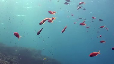 Altın resif balıklarının büyüleyici bir araya gelişine bakın. Karmaşık bir mercan bahçesinde zahmetsizce sürüklenirken parlak pulları parıldıyor. Sakin ve berrak okyanus ortamı doğanın sanatını gözler önüne seriyor..