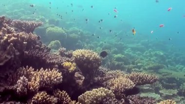 Nefes kesen bir su altı dünyası, muhteşem bir mercan resifini gözler önüne seriyor. Renkli antiloplar ve karanlık cerrahi balıklar da dahil olmak üzere sayısız canlı balık açık ve güneşli bir günde zengin ekosistemde zarifçe gezinir..