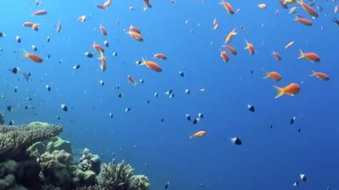 Canlı turuncu balık girdapları görkemli mercan duvar halısının üzerinde dans ediyor. Saf mavi okyanusta geçen bu dinamik su manzarası doğanın sınırsız güzelliğini gözler önüne seriyor..