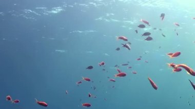 Göz kamaştırıcı küçük, canlı turuncu-kırmızı balıklardan oluşan bir okul berrak mavi okyanus derinliklerinde süzülüyor. Güneş ışığı, sakin bir günde, zarif hareketlerini aydınlatan, yukarıdaki sakin suyu delip geçer..