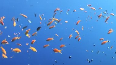Parlak turuncu ve altın balık zarif bir şekilde büyük, pırıl pırıl bir okulda birlikte yüzerler. Parlak gündüz güneşiyle yıkanmış canlı bir tropikal resifin berrak mavi sularında sürüklenirler..
