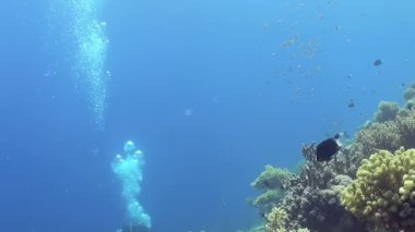 Dalgıç zarif bir şekilde muhteşem bir mercan ekosisteminde geziniyor. Açık mavi okyanusta canlı resif oluşumları arasında renkli balık dart okulları. Bu büyüleyici gündüz yolculuğunda kabarcıklar yükselir..