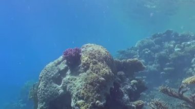 Parlak sarı bir balık canlı bir tropikal mercan resifinde zarifçe süzülür..