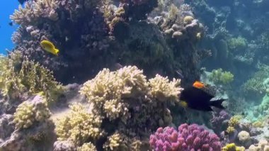 Büyüleyici bir sualtı dünyası keşfedin. Pembe, sarı ve turuncu parlak mercanlar yaşayan bir duvar halısı oluşturur..