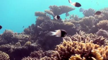 Büyüleyici bir sualtı manzarası gündüz vakti hareketli bir mercan resifini ortaya çıkarır. Renkli balıklar karmaşık oluşumlarda zarifçe dolaşarak canlı bir deniz manzarası yaratırlar. Okyanus ekosistemi gelişir..