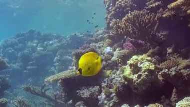 Parlak sarı bir kelebek balığı büyüleyici bir mercan resifi ekosisteminde zarifçe gezinir. Güneş ışınları açık okyanusu delip çeşitli deniz yaşamlarını aydınlatır. Karmaşık mercan yapıları arasında küçük balıklar dart oynar..