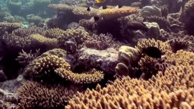 Güneş ışığı berrak sulara nüfuz eder, muhteşem bir mercan resifini aydınlatır..